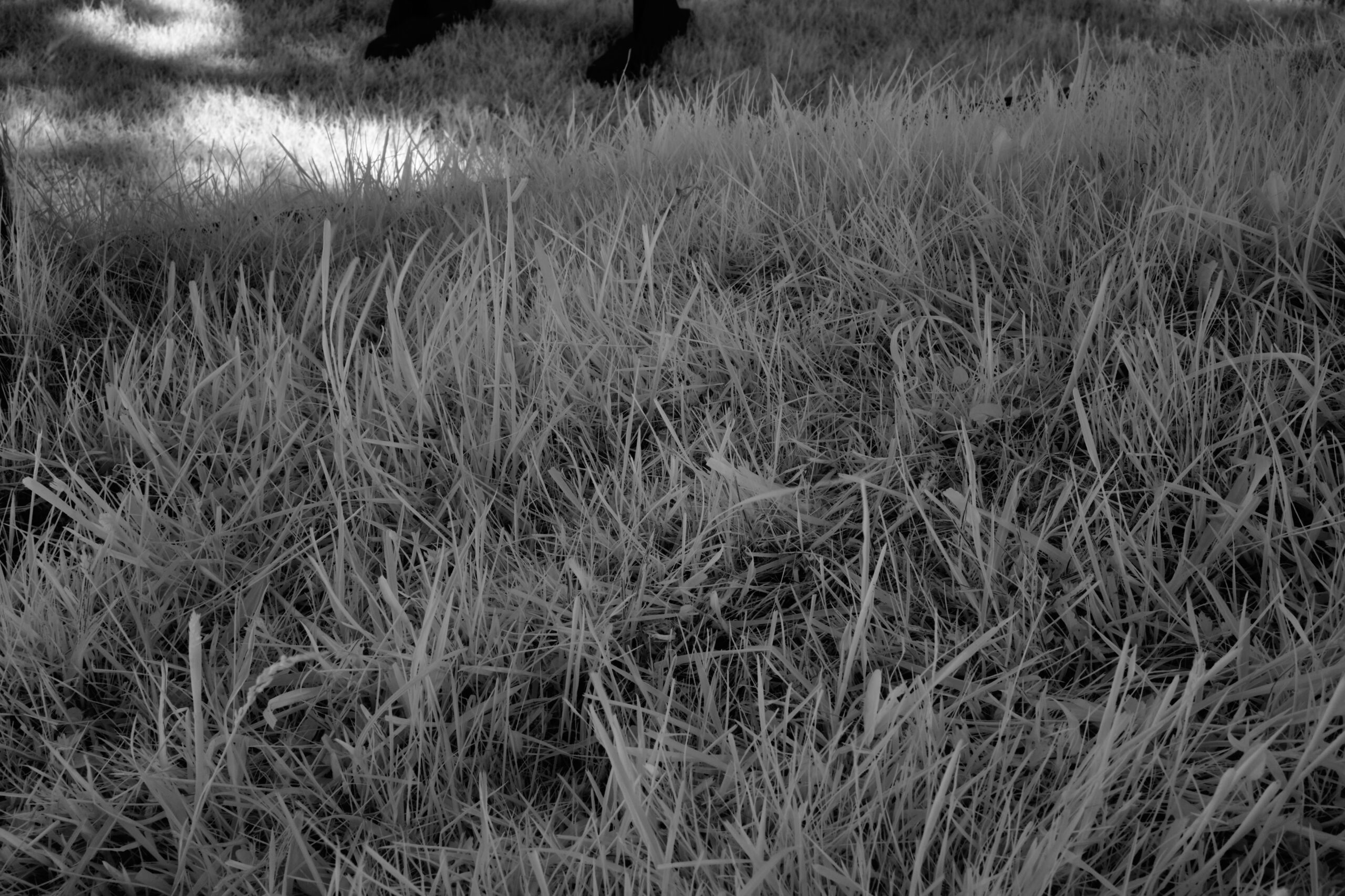 F16 Sony FE 40mm F2 5 G  SEL40F25G