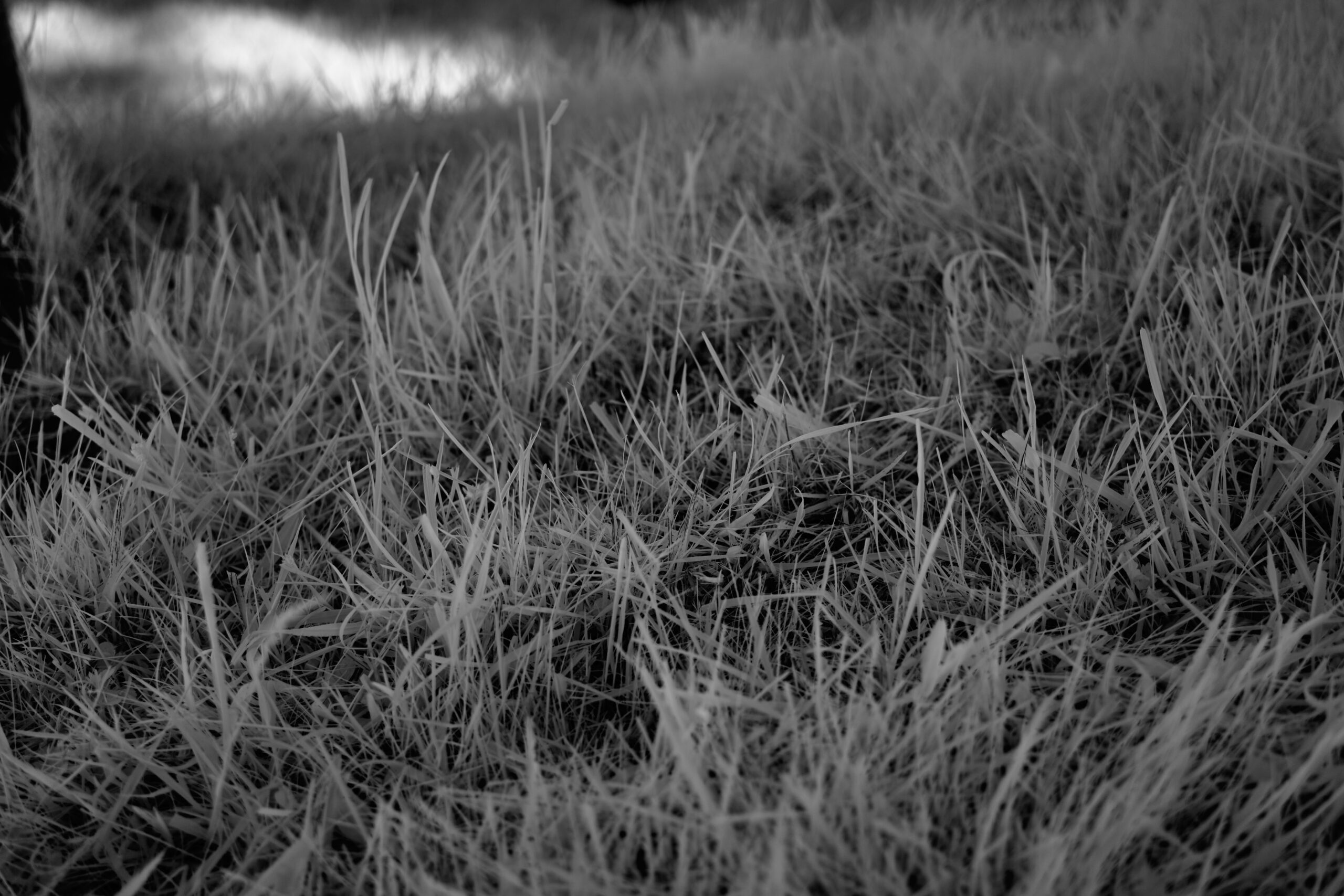 F2 8 Sony FE 40mm F2 5 G  SEL40F25G