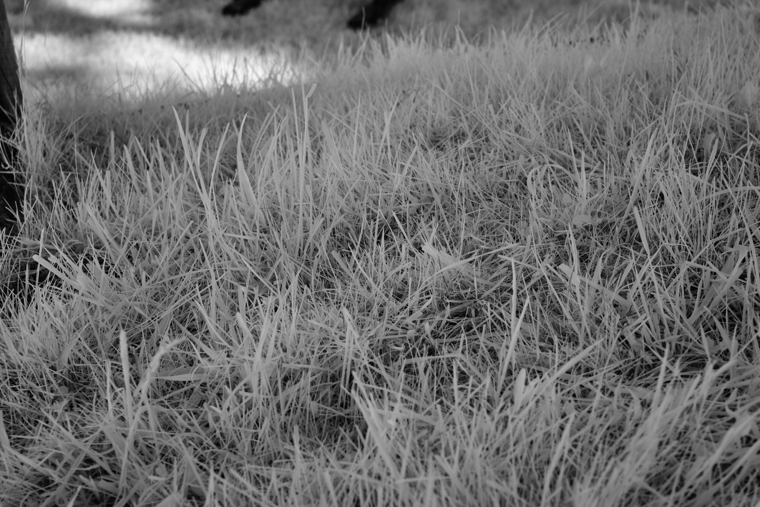 F5 6 Sony FE 40mm F2 5 G  SEL40F25G